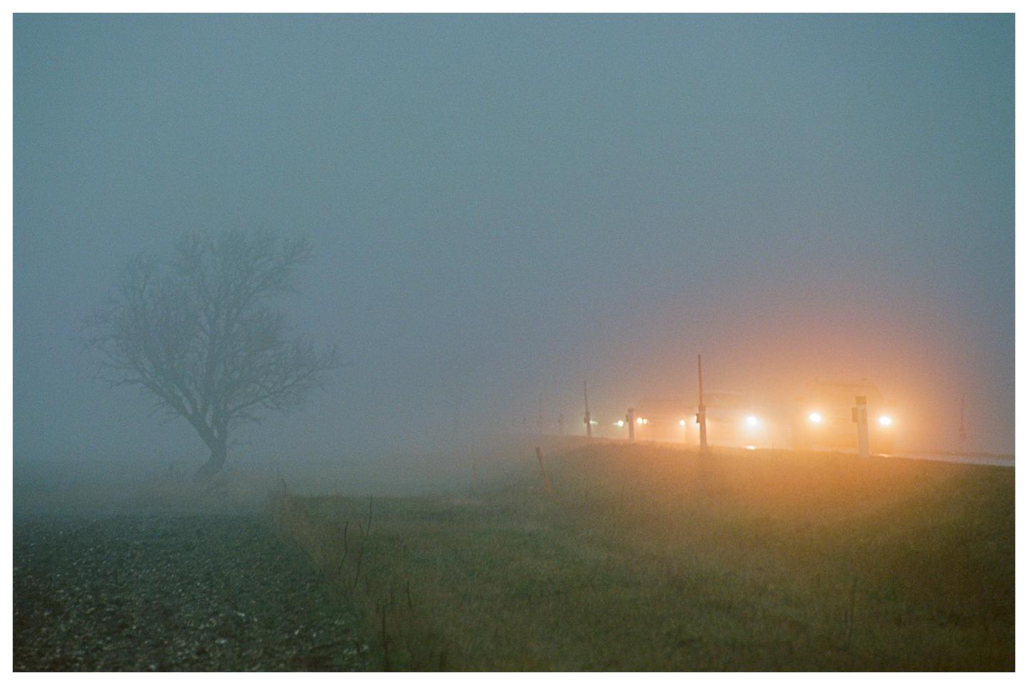 A bare tree stands in a field next to a road with car headlights visible through dense fog.