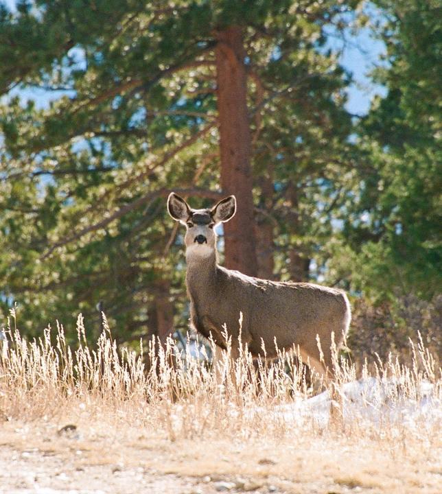 A deer stands in a field of tall grass with trees in the background.