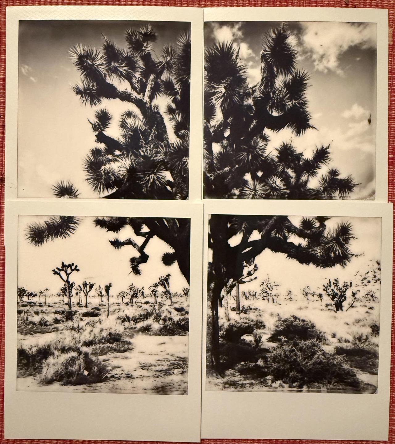 Four black and white instant prints show Joshua trees in a desert landscape.