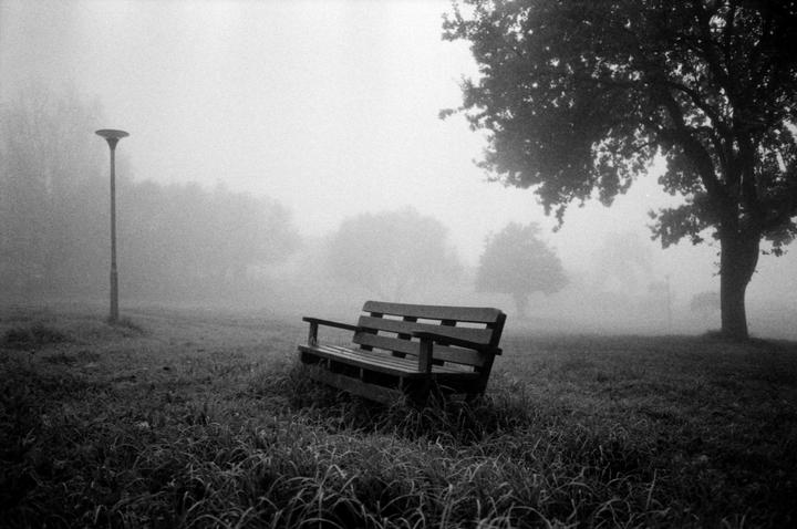 A park bench sits in a grassy field next to a street light and a tree on a misty morning.