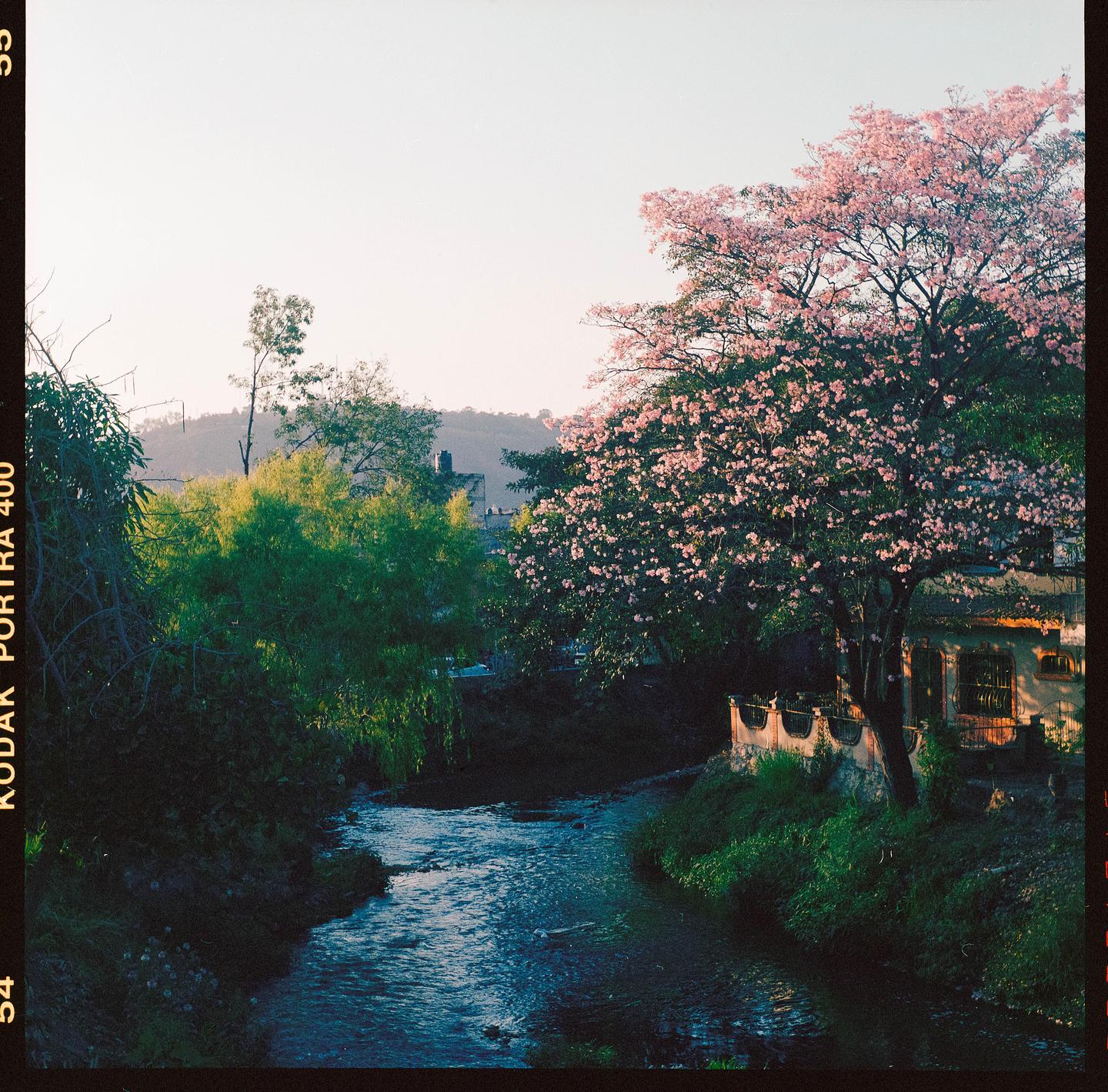 A river flows through a lush landscape with a blooming pink tree and a building on its bank.