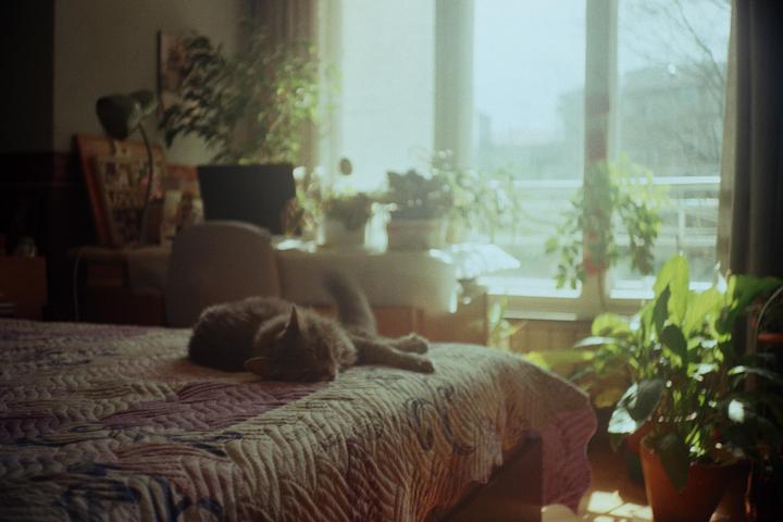 A cat sleeps on a patterned bedspread in a sunlit room filled with houseplants.
