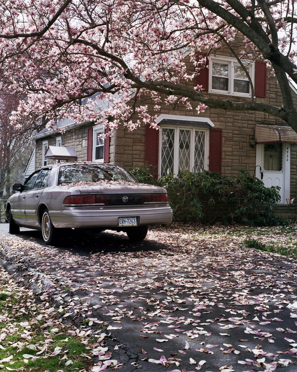 A car is parked in a driveway covered in pink petals, with a house and a blooming tree in the background.