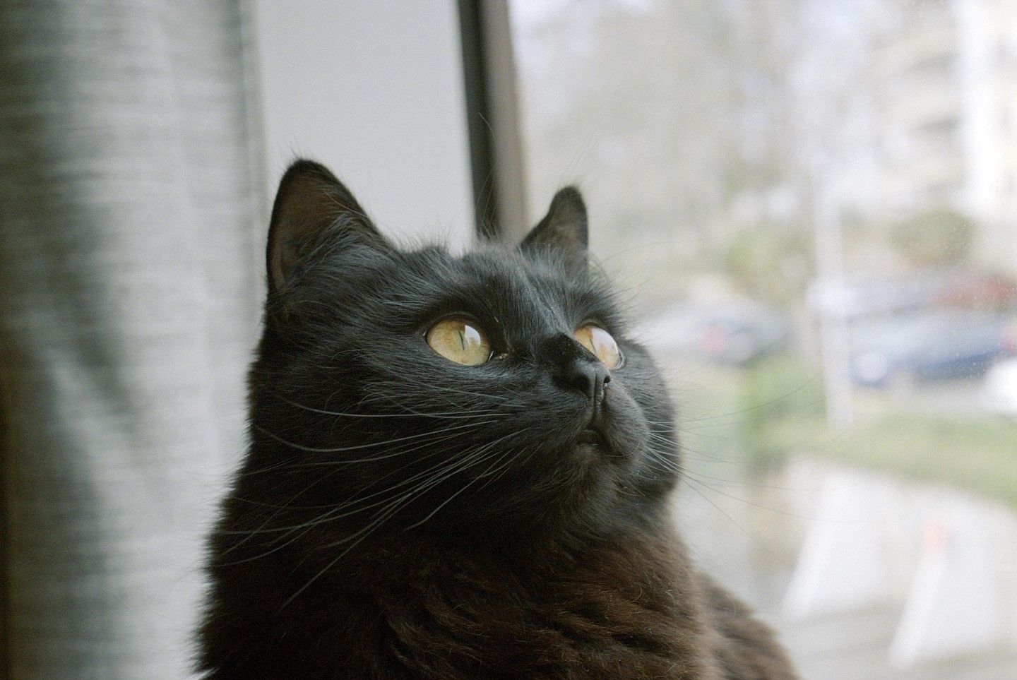 A black cat with yellow eyes looks up and to the right, with a window and blurred street visible in the background.