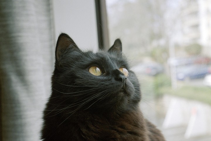 A black cat with yellow eyes looks up and to the right, with a window and blurred street visible in the background.