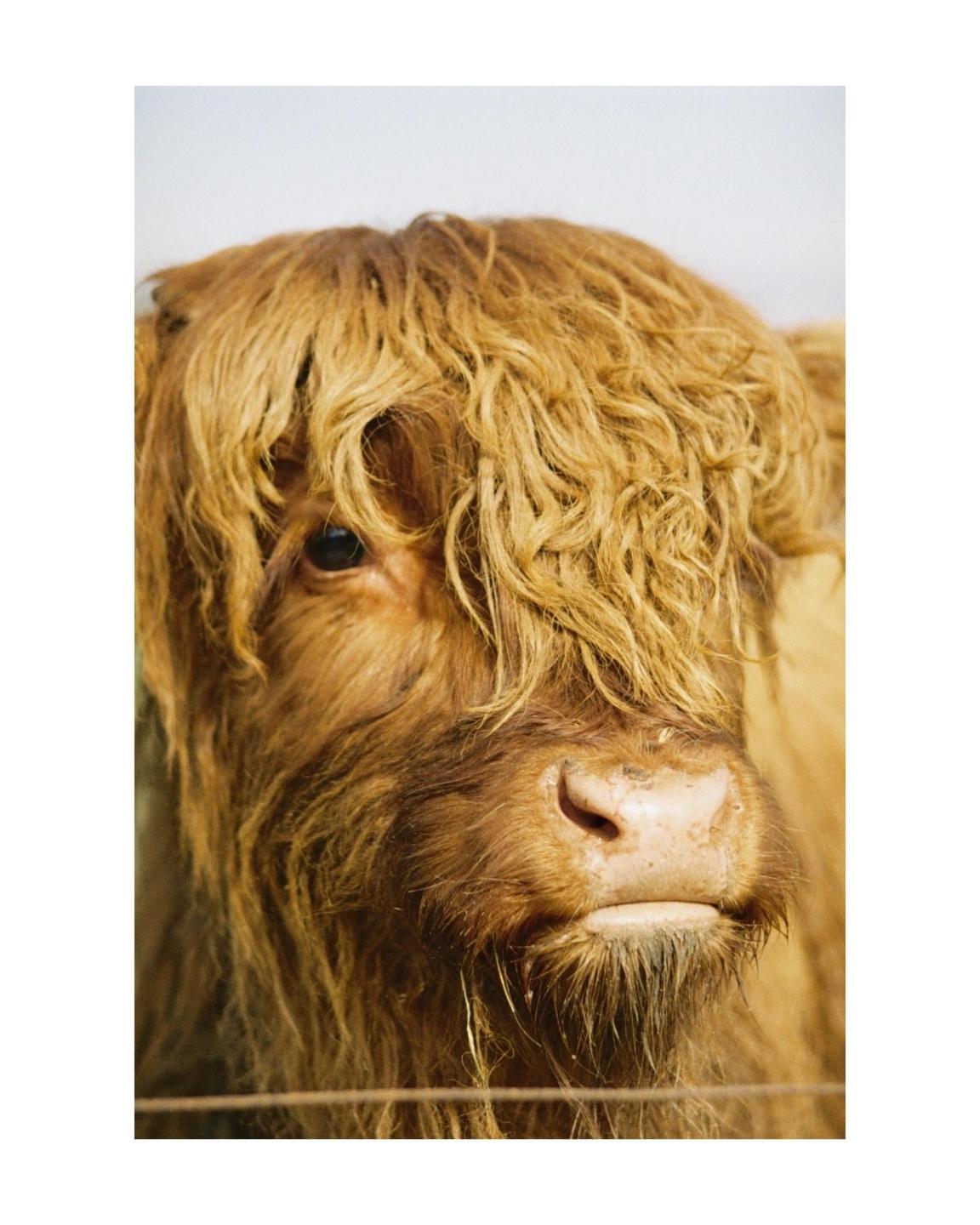 A close-up portrait shows a highland cow with long, shaggy hair covering its eyes.