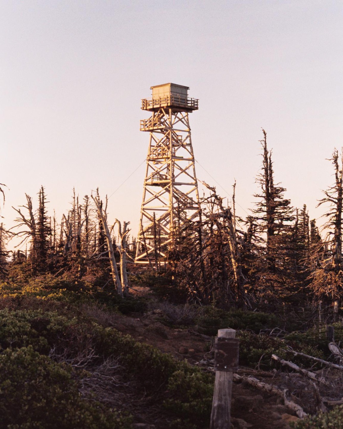 A wooden fire lookout tower stands tall among a forest of dead trees and low-lying bushes under a pale sky.
