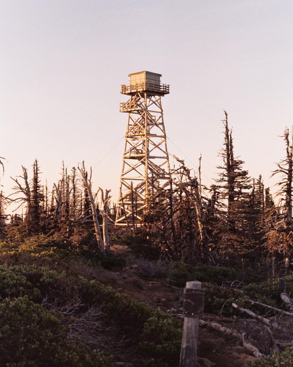 A wooden fire lookout tower stands tall among a forest of dead trees and low-lying bushes under a pale sky.