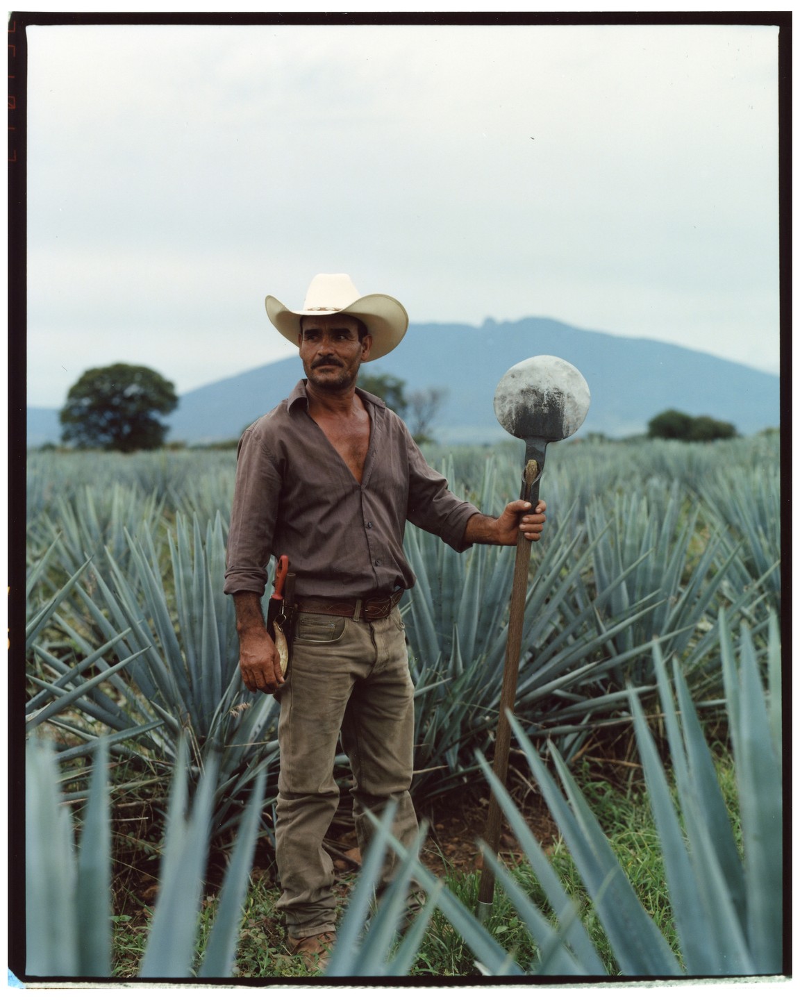 A man wearing a cowboy hat stands in a field of agave plants, holding a coa de jima.