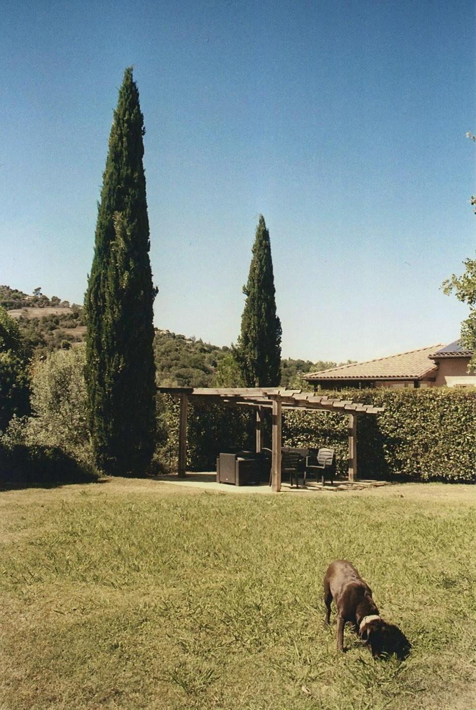 A brown dog sniffs the grass in a sunny yard with tall trees and a pergola in the background.