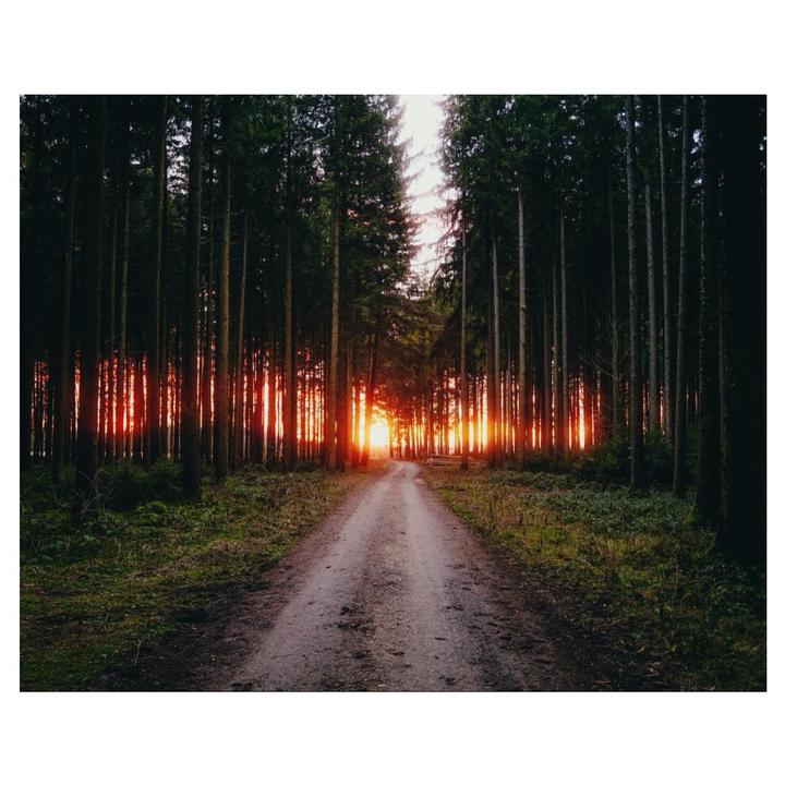A dirt road leads through a dense forest with the setting sun visible between the trees.