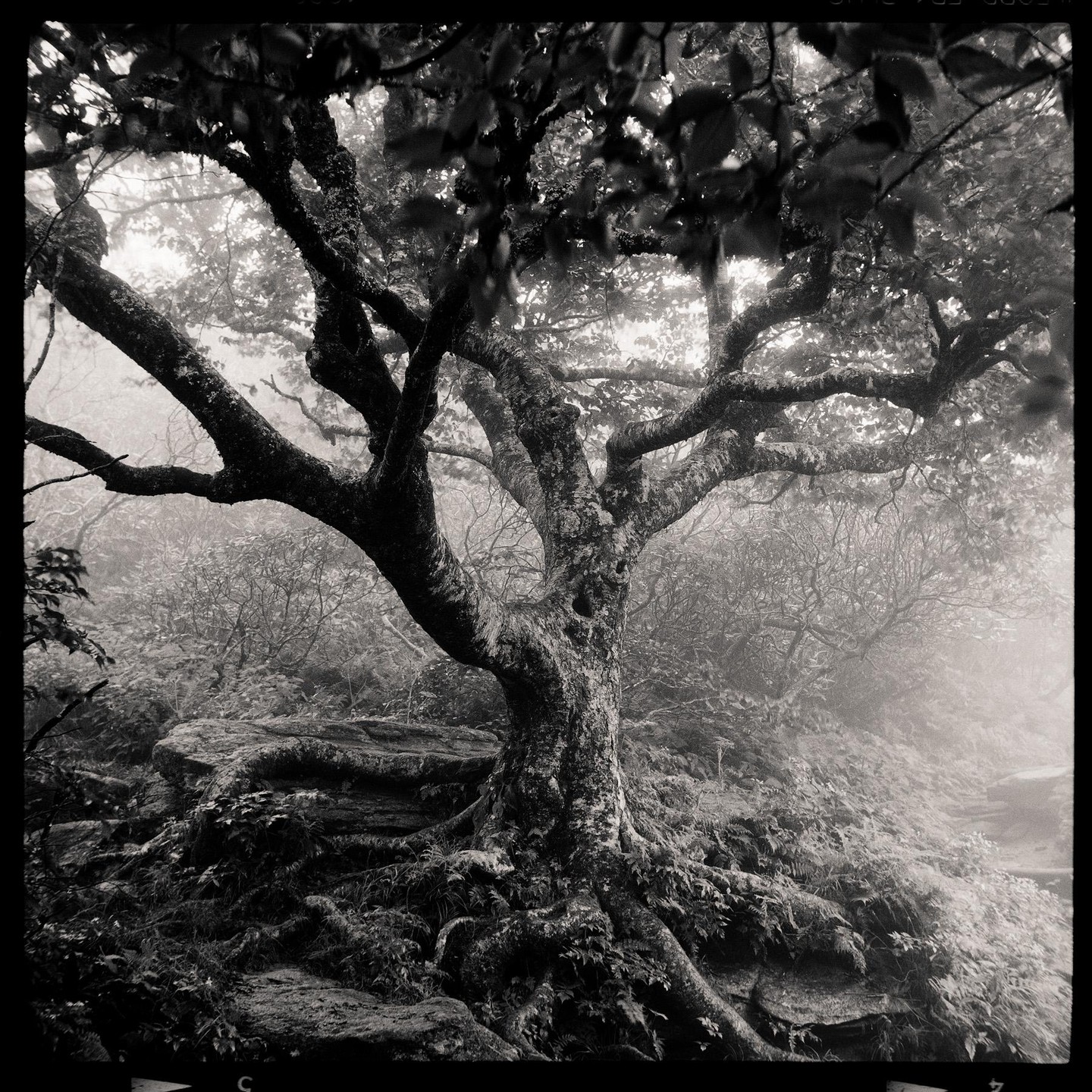 A large tree with exposed roots stands on a rocky, overgrown hillside in a hazy forest.
