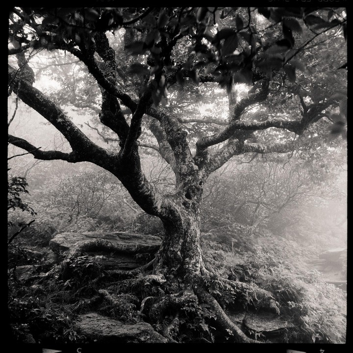A large tree with exposed roots stands on a rocky, overgrown hillside in a hazy forest.