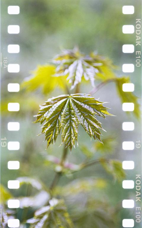 A close-up shot shows a green maple leaf with other leaves blurred in the background.