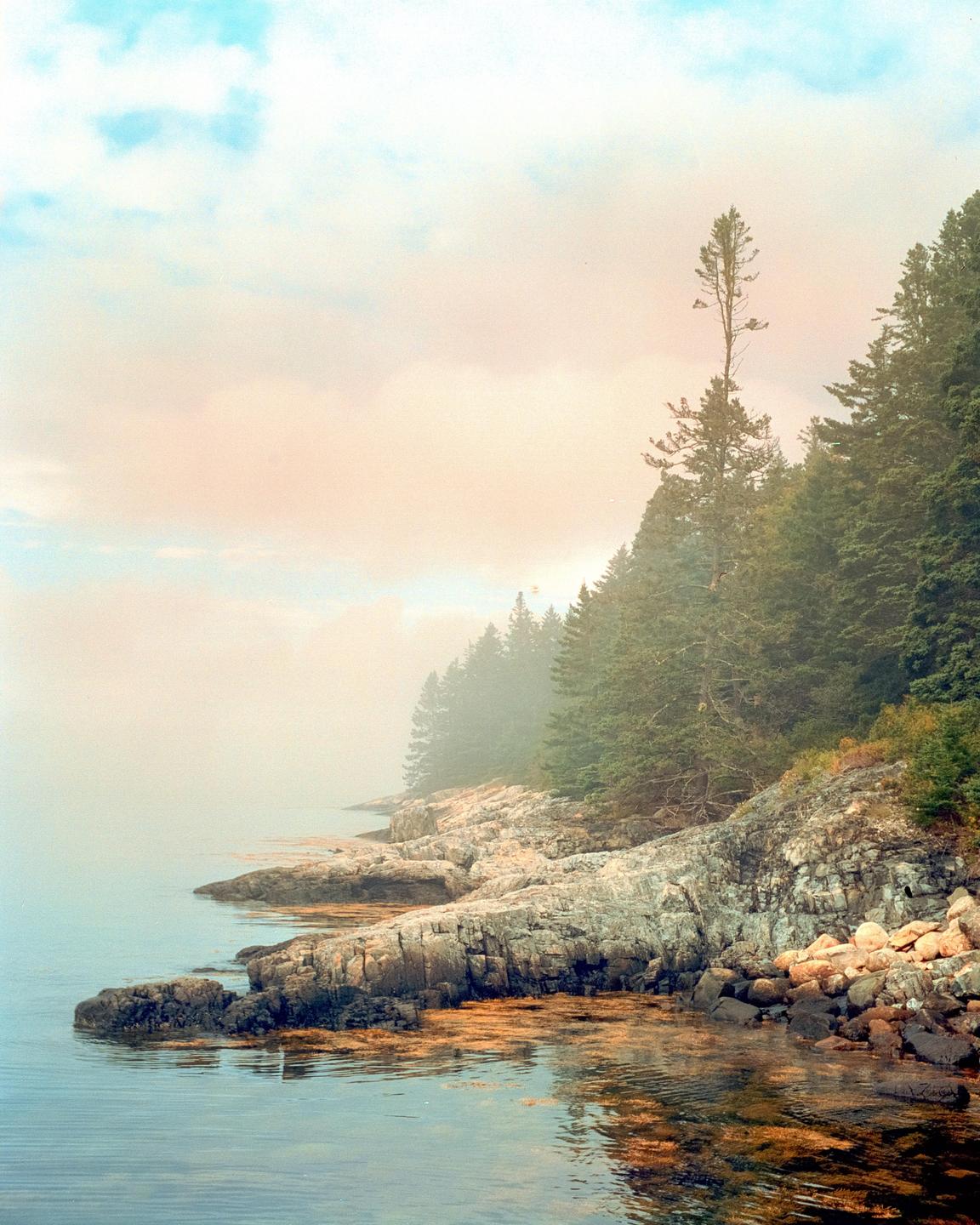 A rocky coastline with pine trees is shrouded in morning mist.