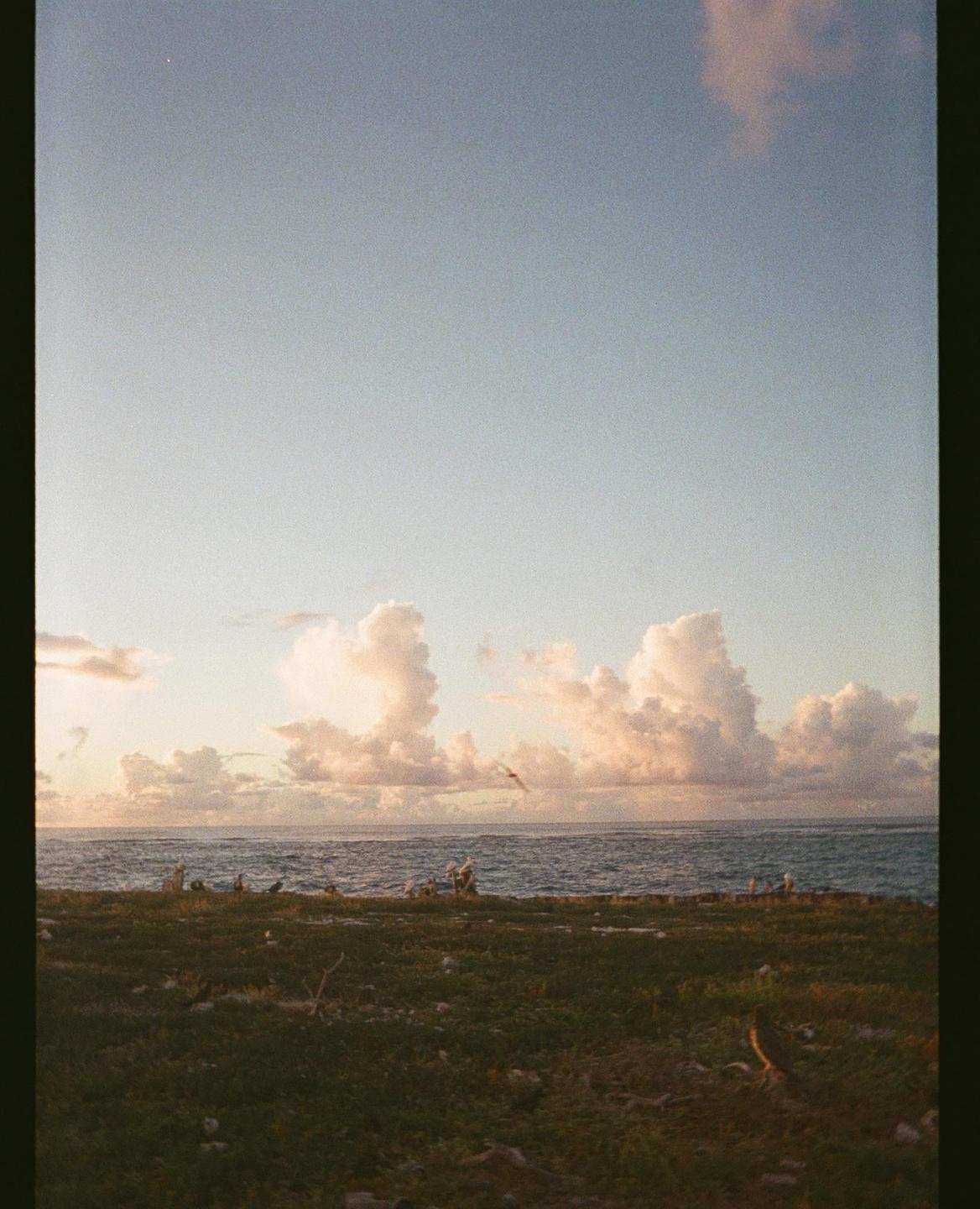 A grassy shore with birds on the ground and in flight meets the ocean under a cloudy sky.