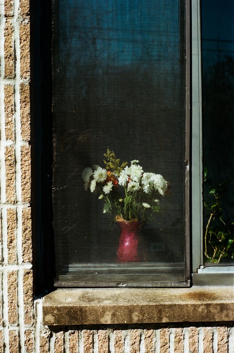 A red vase with white flowers sits on a windowsill behind a screen.
