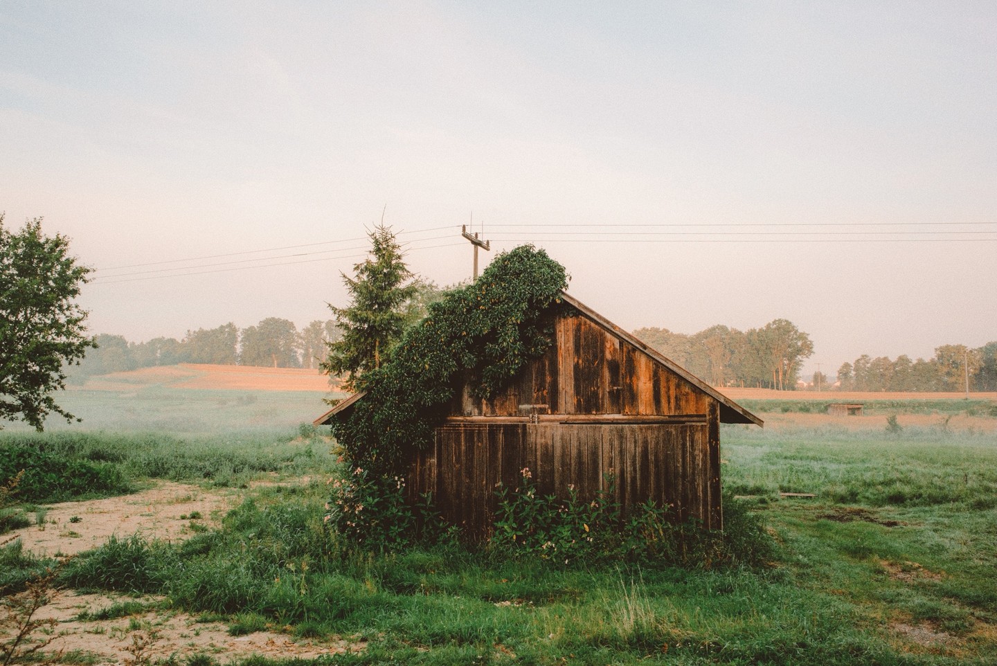 A wooden cabin with a vine growing on its roof stands in a misty field at dawn.