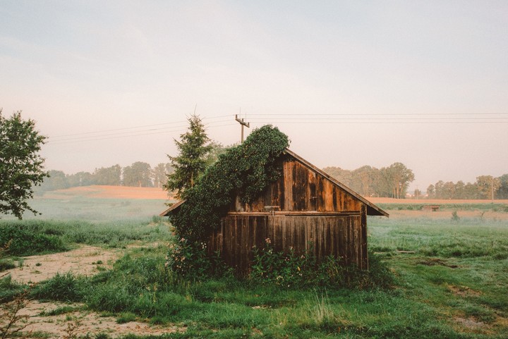 A wooden cabin with a vine growing on its roof stands in a misty field at dawn.