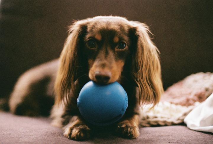 A brown dachshund lies on a couch with a blue ball in its mouth.
