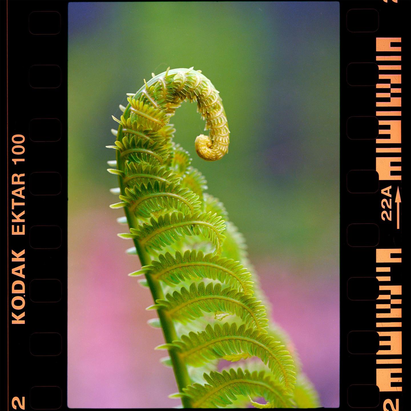 A fiddlehead fern is unfurling against a soft background.