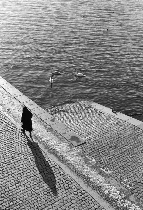 A woman walks along a cobblestone embankment next to water with swans.