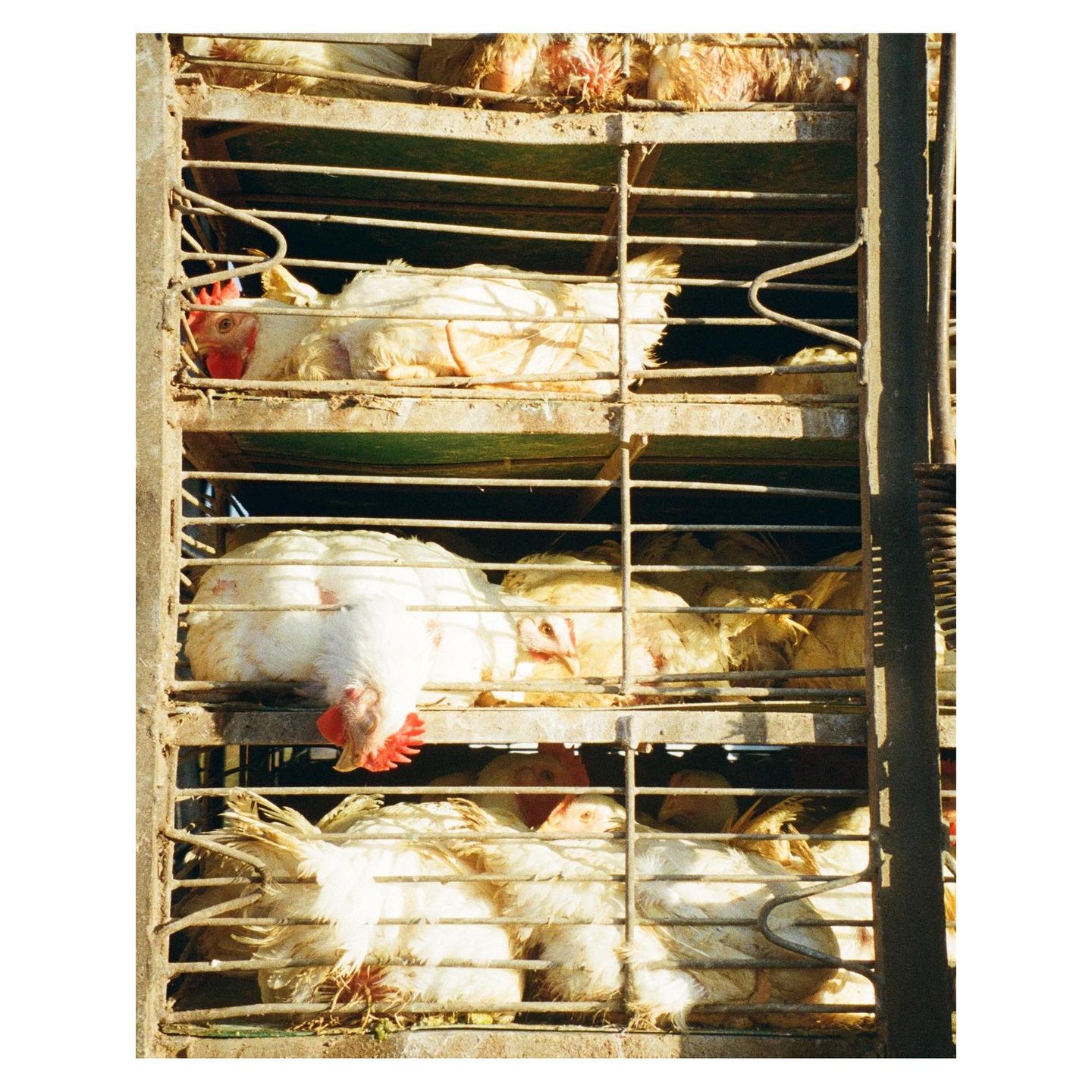 Many white chickens are crowded into a multi-level metal cage.