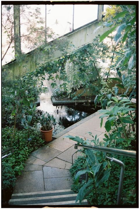 A path with steps and a metal handrail leads down to a pond surrounded by lush green plants inside a greenhouse.