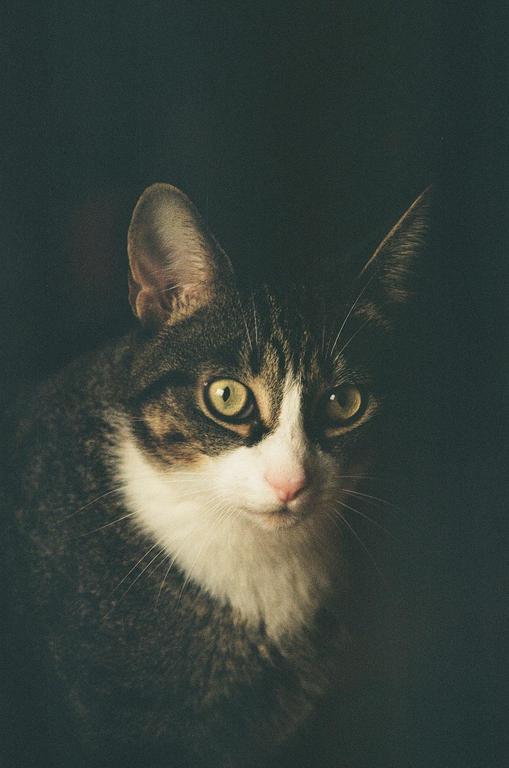 A cat with green eyes and white and tabby fur looks directly forward against a dark background.