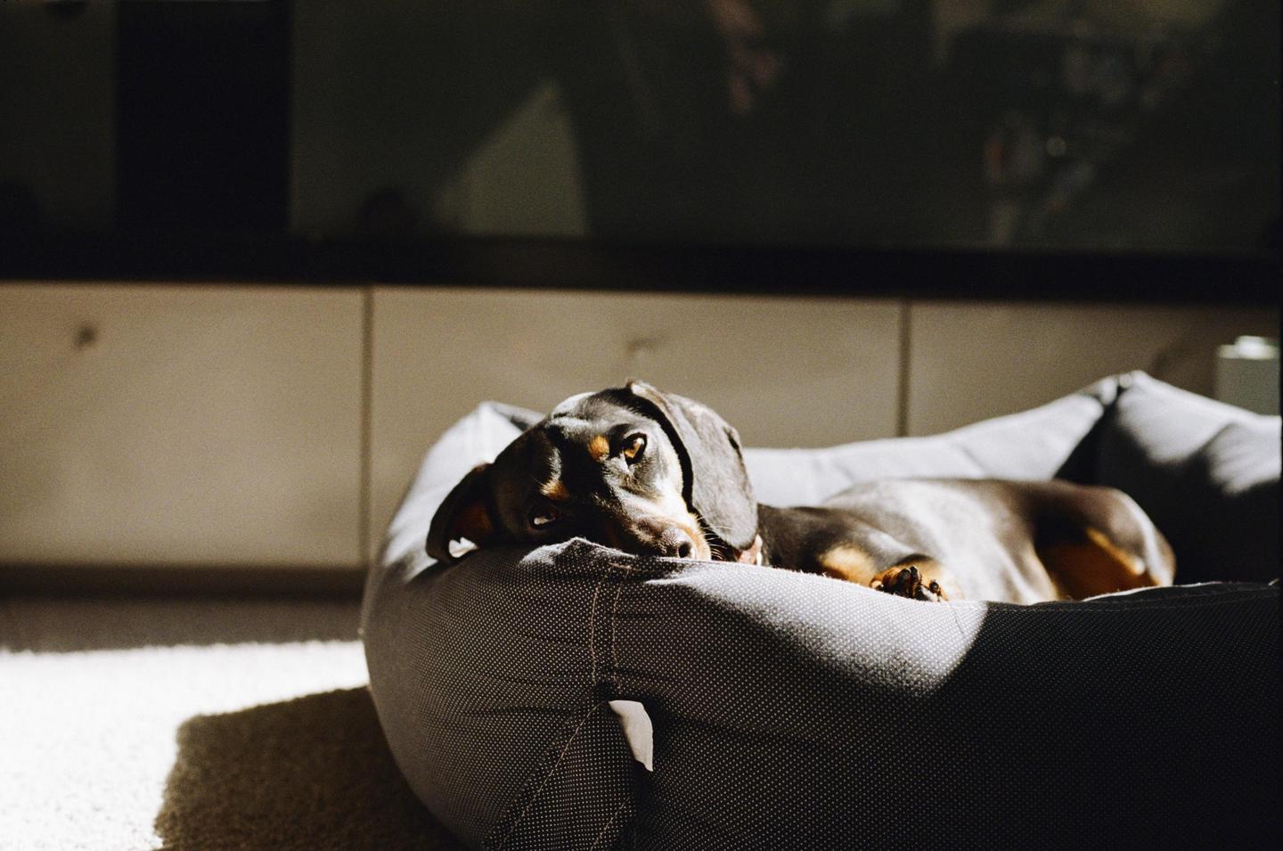 A dachshund is resting in a dog bed in a sunlit room.
