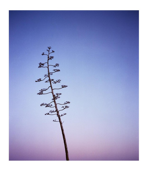 A tall, slender plant with many small branches extends upwards against a gradient sky of blue fading into purple.