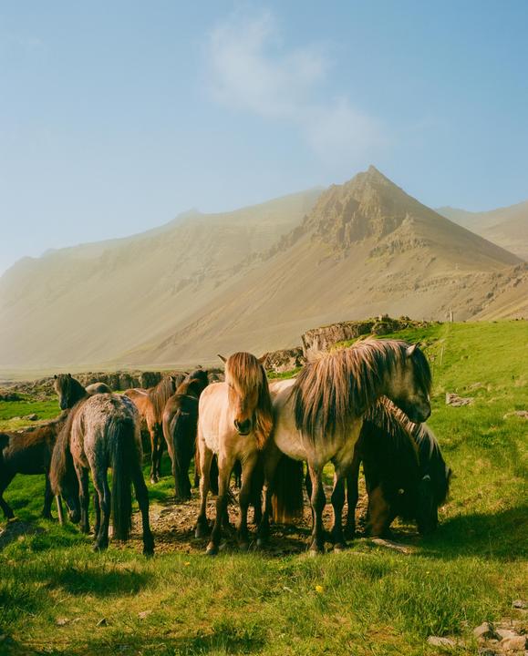 A herd of horses stands in a grassy field with a hazy mountain in the background.