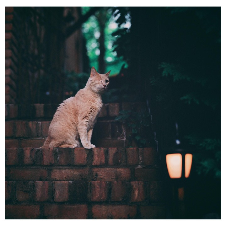 A one-eyed cat sits on brick steps next to a glowing lantern at night.