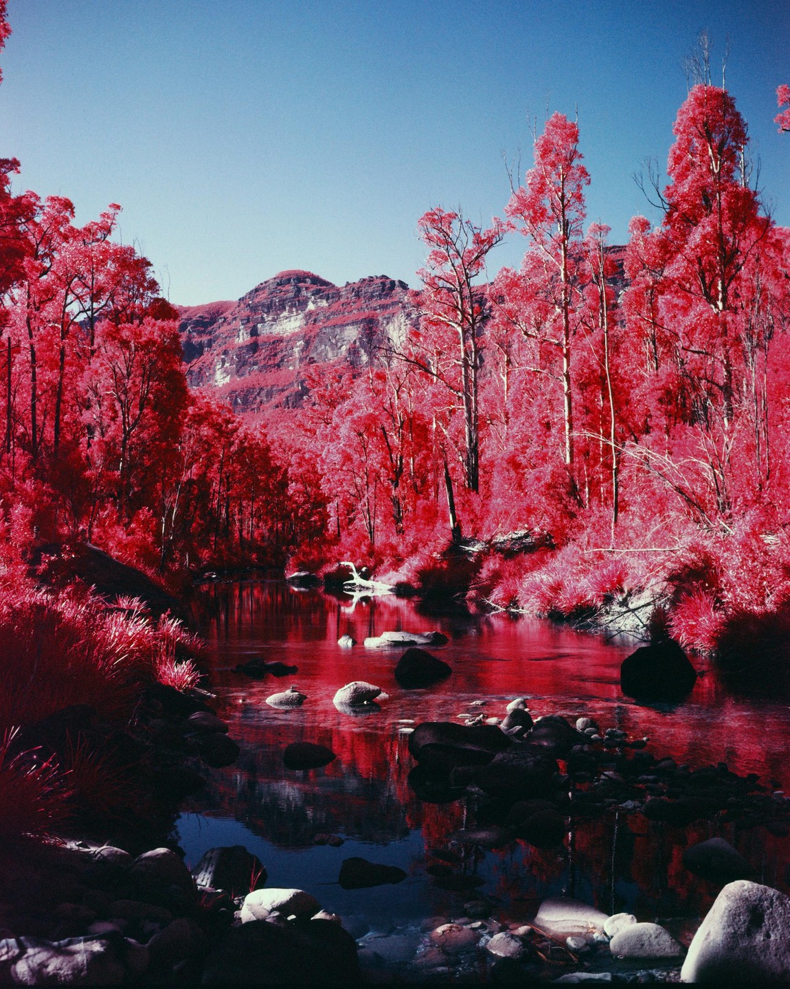 A river flows through a forest of red trees with a mountain in the background under a clear blue sky.