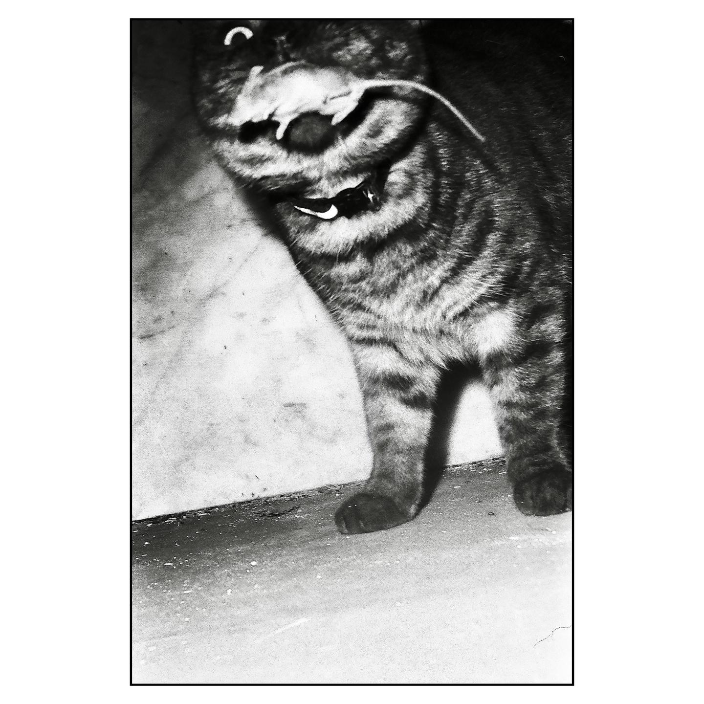 A cat holds a mouse in its mouth.