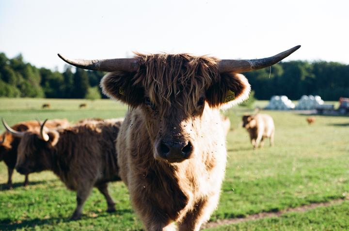 A shaggy cow with large horns stands in a sunny green field, looking directly at the viewer.