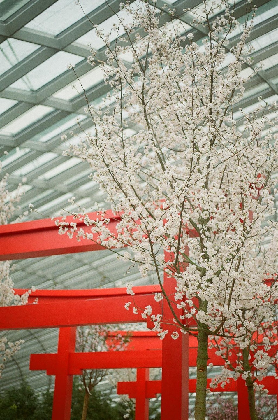 A cherry blossom tree stands in front of red torii gates and a glass ceiling.