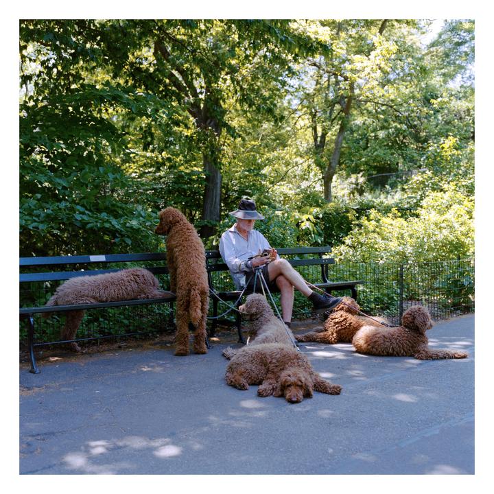 A man sits on a park bench surrounded by five poodles on a sunny day.