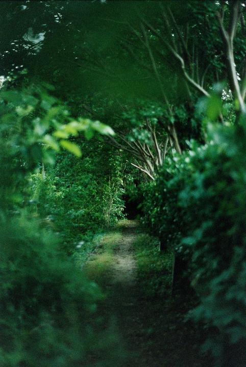 A narrow dirt path winds through a dense forest with lush green foliage.
