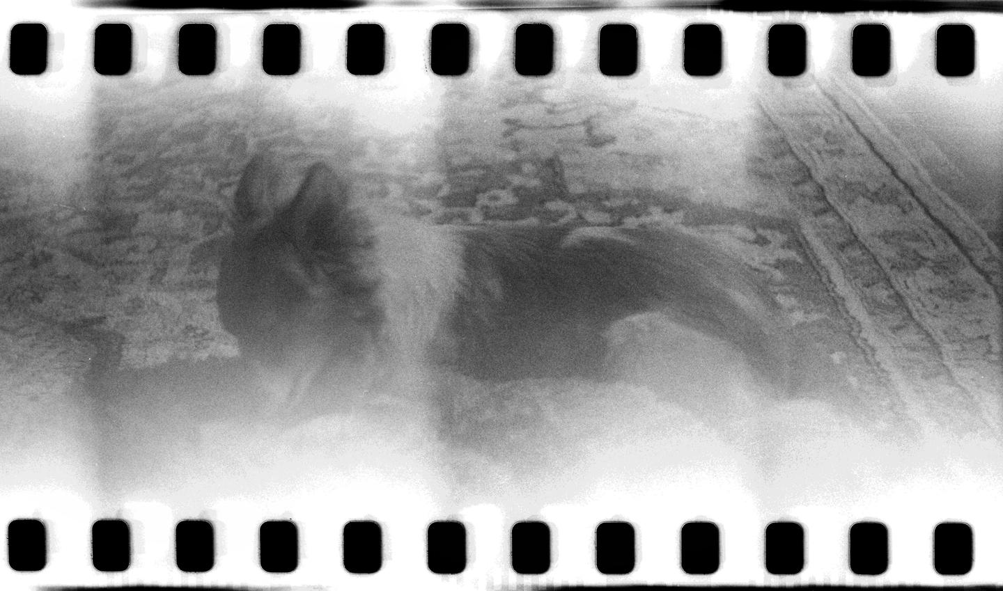 A dog is lying on a patterned rug, partially obscured by light leaks.