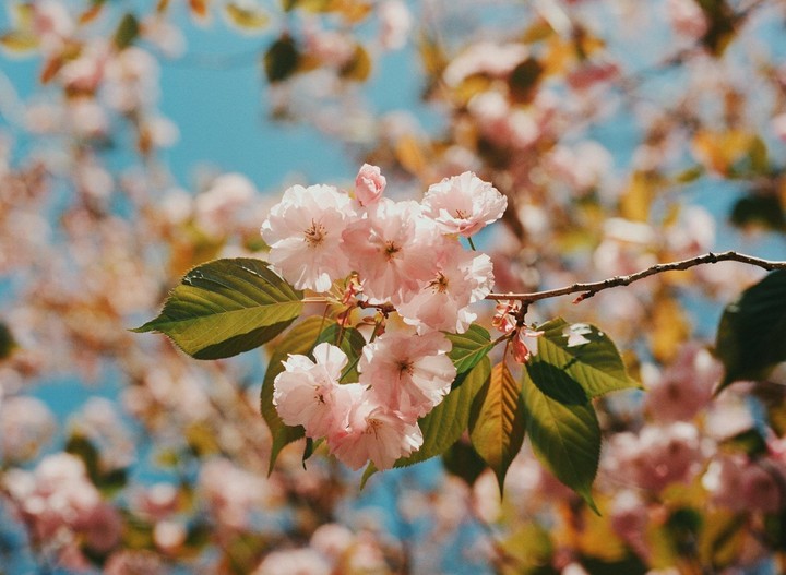 A cluster of pink cherry blossoms with green leaves is visible against a bright blue sky.