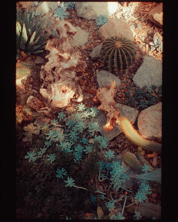 A variety of succulents, cacti, rocks, and driftwood are arranged on the ground.