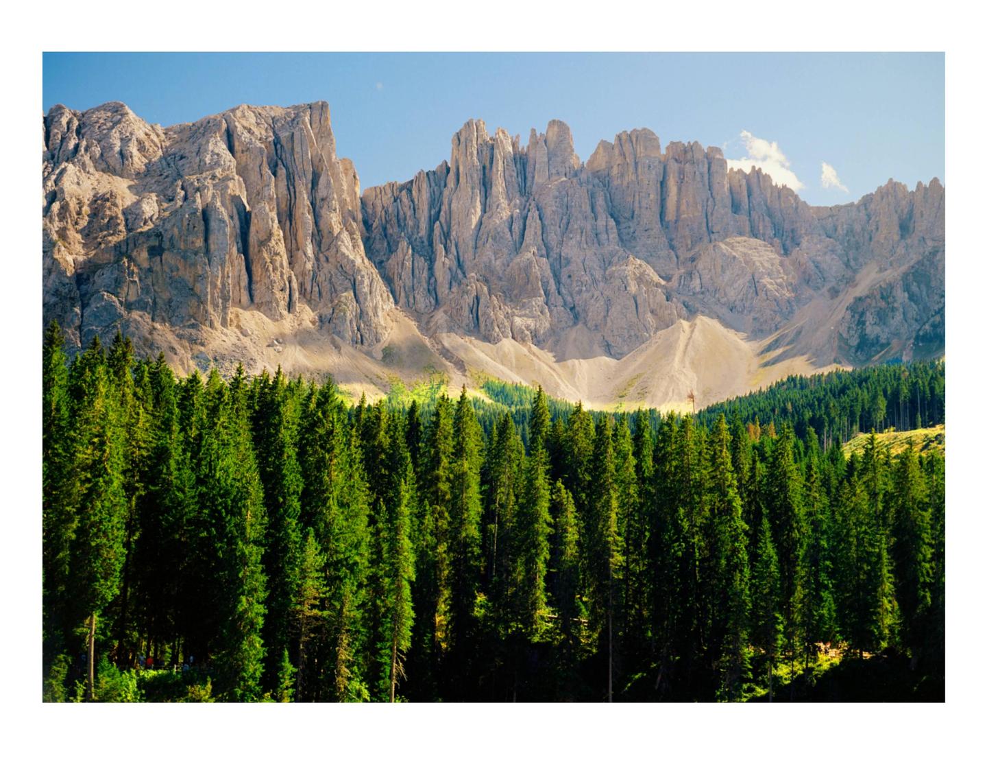 A dense forest of green pine trees stands before a towering, rugged mountain range under a clear sky.