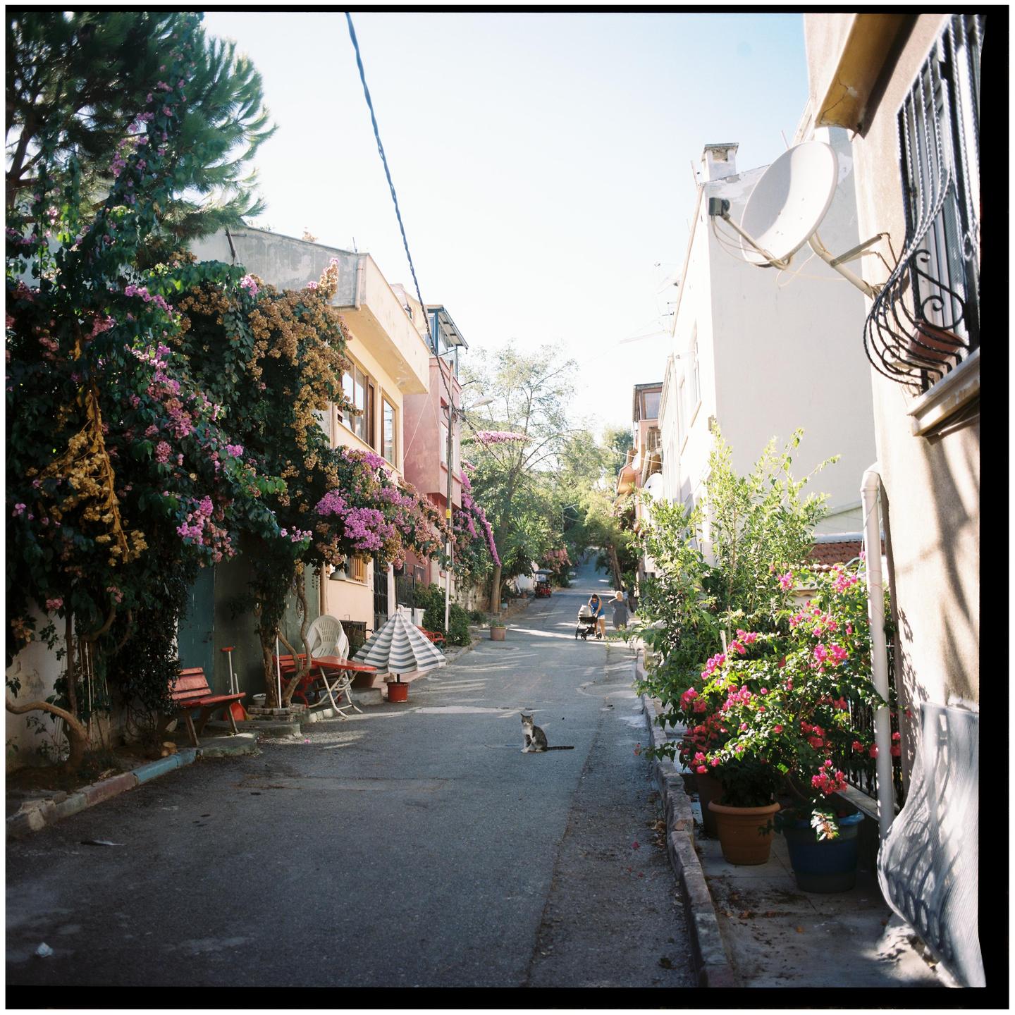 A cat sits in the middle of a narrow street lined with buildings and flowering plants.