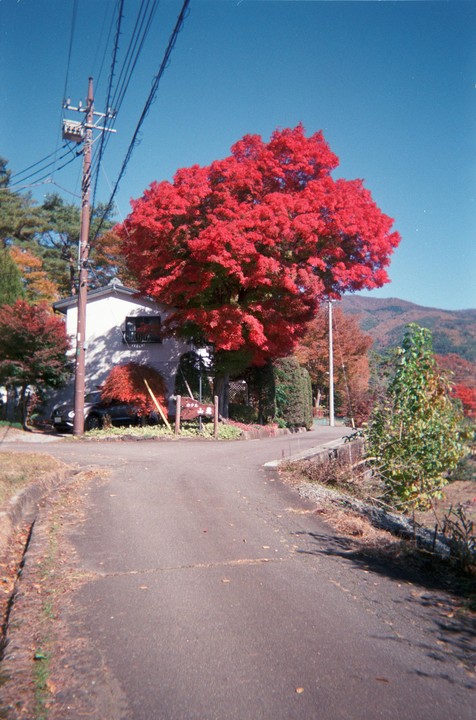 A bright red tree stands next to a house and a road, with mountains in the background.