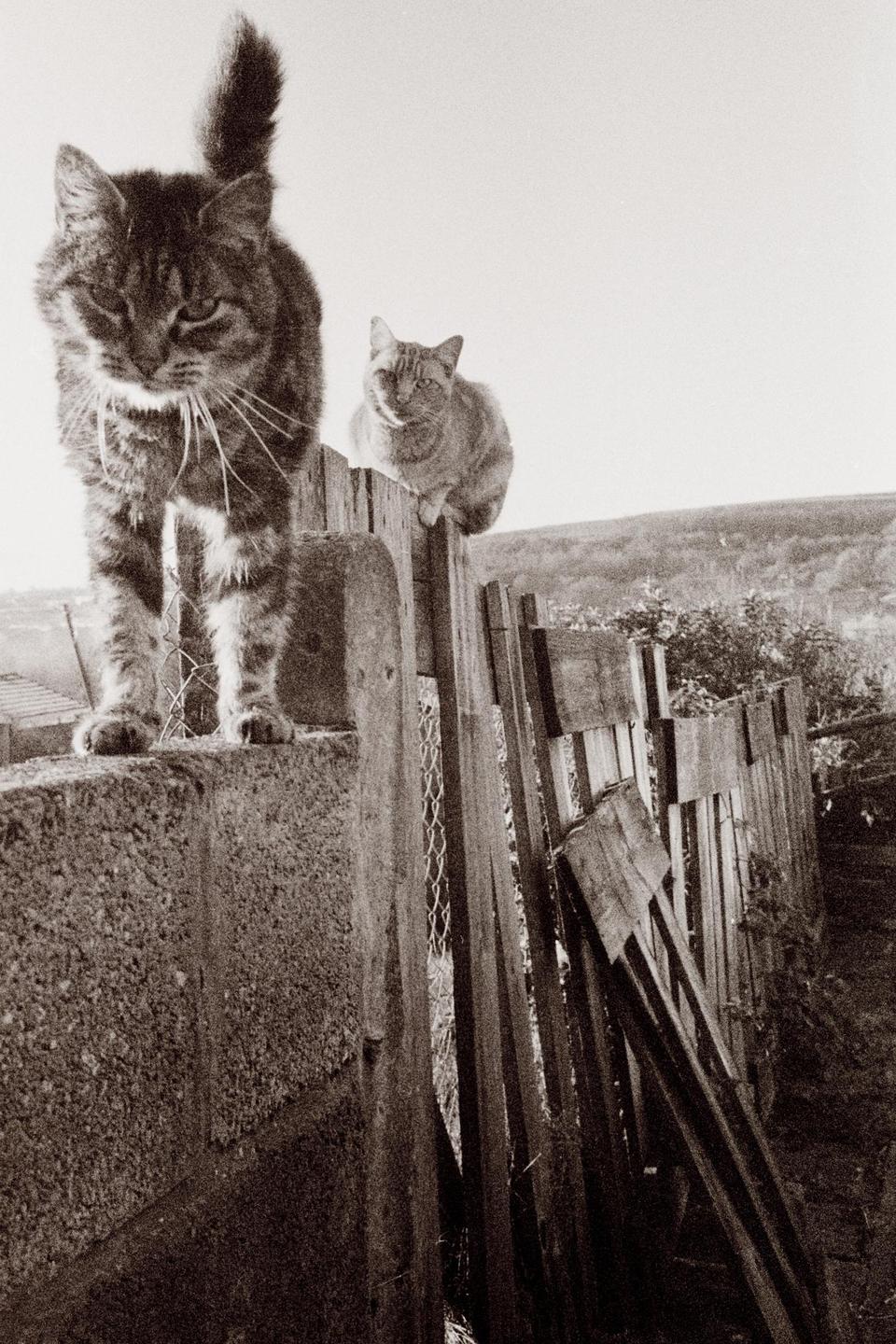 Two cats are on a fence, one walking on a concrete wall and the other sitting on a wooden fence.