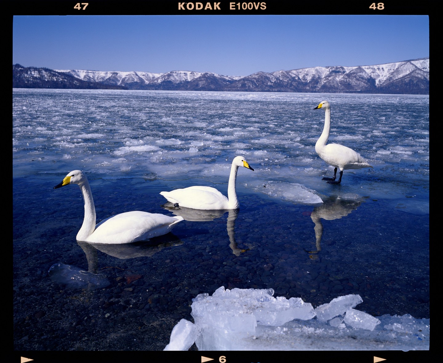 Three swans are on a partially frozen lake with snow-capped mountains in the background.