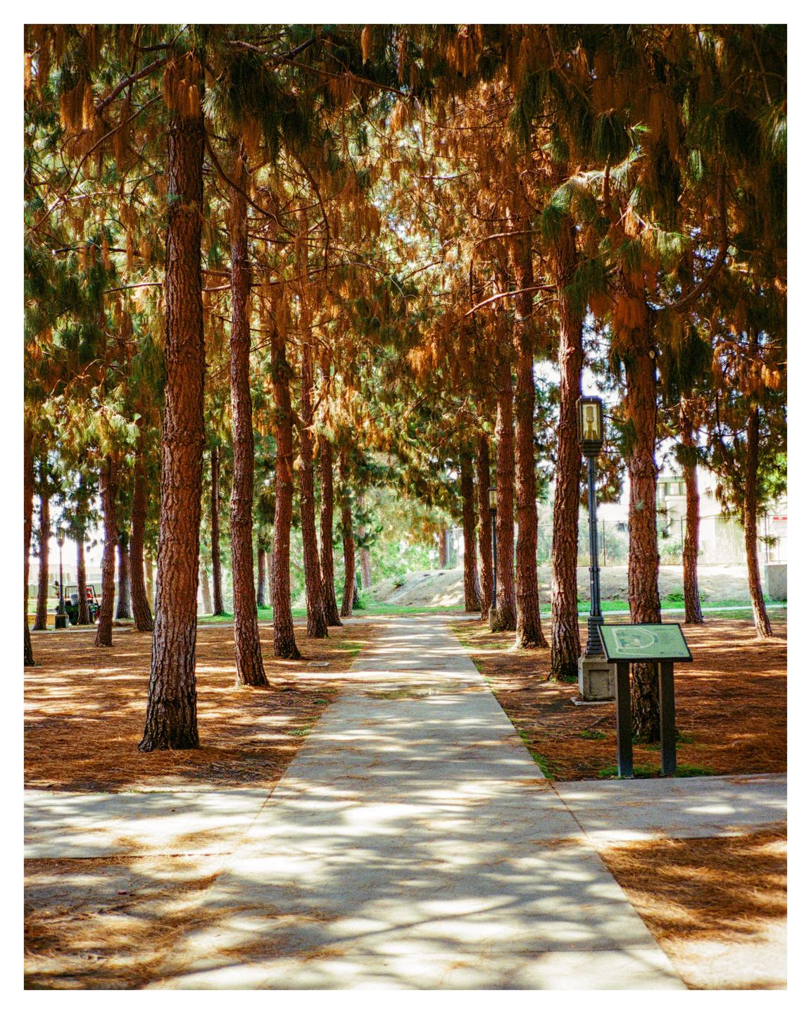A path leads through a grove of tall pine trees with sunlight dappling the ground.