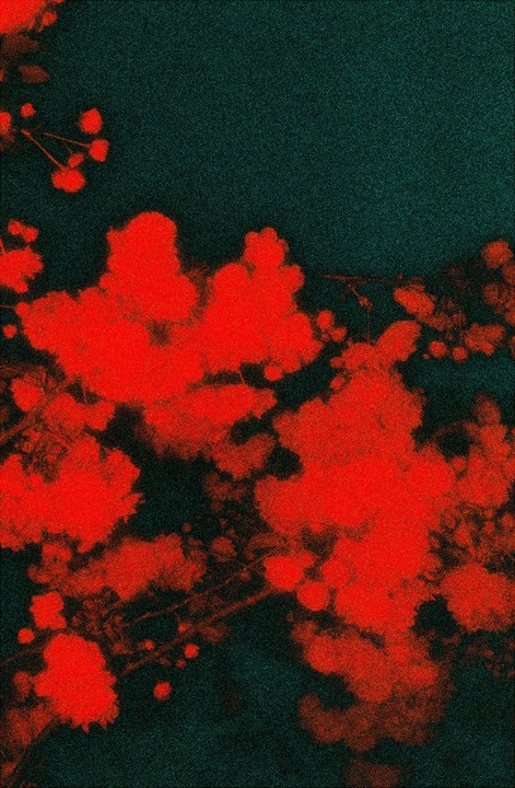 Red blossoms are visible against a dark background.