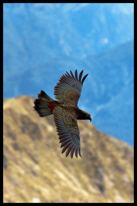 A kea flies with its wings spread against a blue sky and a mountain.